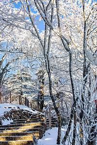 关于大寒摄影照片_冬季雪阶梯和松树摄影图