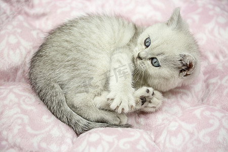 耳朵睡垫猫摄影图