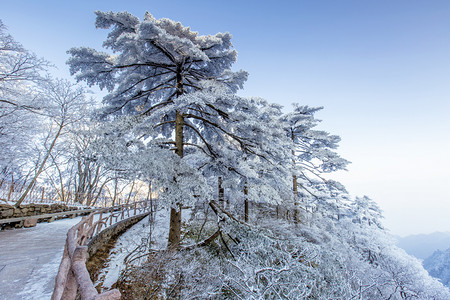 树木雪和栏杆摄影图