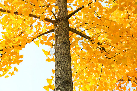 秋天的银杏树摄影图
