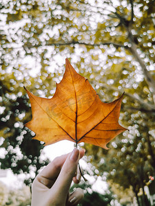 秋季落叶树叶文艺摄影图