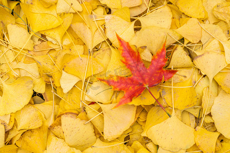 红色黄色枫叶摄影照片_秋季落叶银杏叶枫叶摄影图