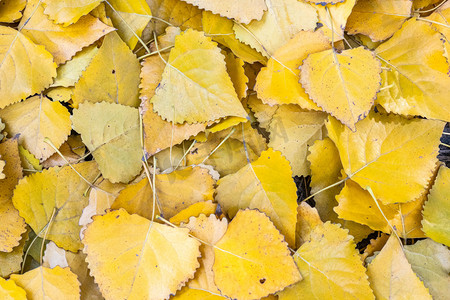 秋季落叶黄树叶摄影图