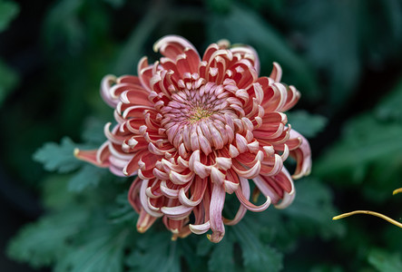 细节特写摄影图片-细节特写摄影作品-千库网