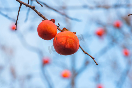 霜降吃柿子摄影照片_秋季柿子树柿子果实摄影图