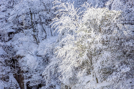 冬天冰雪和树木摄影图