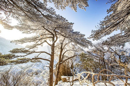 冬季白雪松树和栏杆摄影图