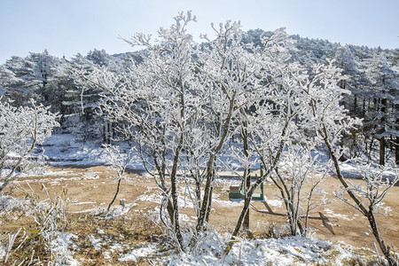雾凇雪景摄影照片_冬季雾凇和树木摄影图
