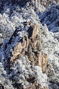 冬天白雪岩石和松树摄影图