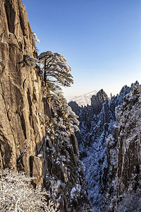 冬季白雪岩石和松树摄影图