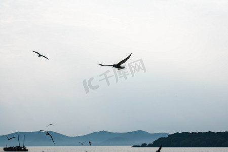 太湖上空盘旋海鸥摄影图