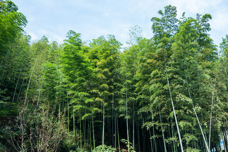 溧阳南山竹海竹林摄影图