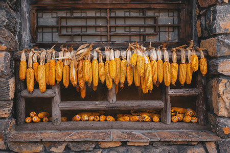 挂在农家院窗边丰收的玉米