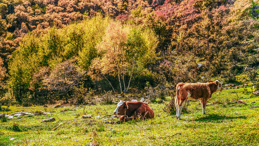 内蒙古秋季高山牧场