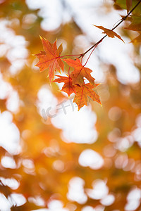 秋天的落叶摄影照片_秋天的枫树叶