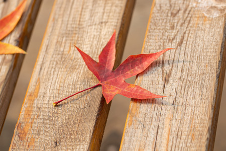 秋天木椅上落下的枫叶