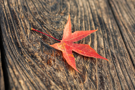 枫叶摄影照片_秋天木板上的枫叶