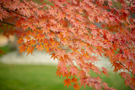 秋天红色的枫树