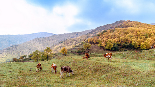 内蒙古山村高山牧场