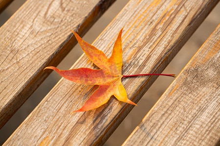 秋天木椅上的枫叶