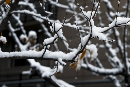 雪后树枝