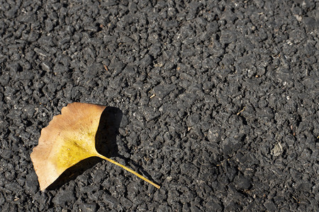 户外一片秋叶飘落在地上