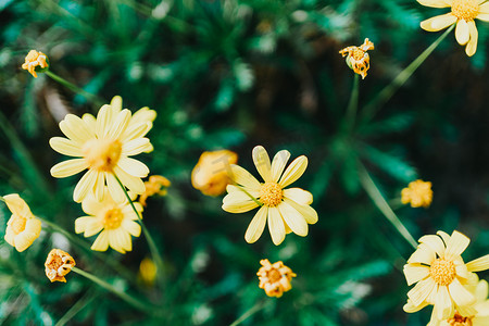 野生椴树蜂蜜摄影照片_文艺的花摄影图