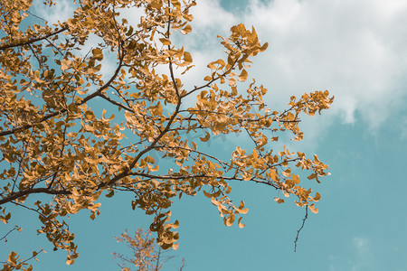1月你好摄影照片_秋季户外杏叶树与蓝天美景