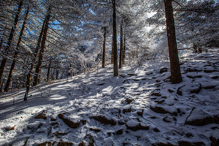 冬季白雪阳光和松树摄影图