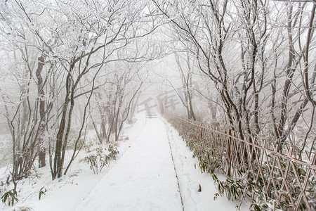 冬天树木道路和白雪摄影图