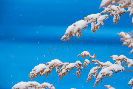 大雪下雪飘雪摄影照片_冬季大雪纷飞中的一株枯草