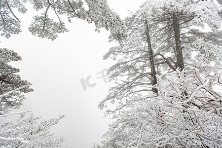 冬天松树和白雪摄影图