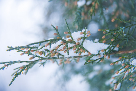 冬季落满积雪的柏树枝