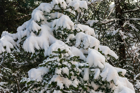 雪摄影照片_雪堆积在松树上