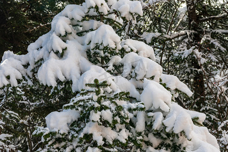 雪堆积在松树上