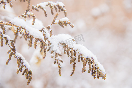 冬天下雪后的枯草丛