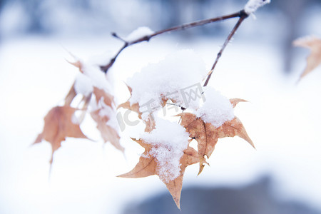 大雪看电视摄影照片_冬天一枝落满积雪的枫叶