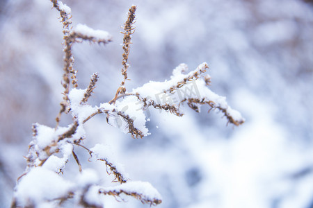 冬天一株落满积雪的枯草