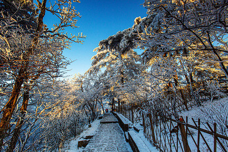 冬季山路白雪和树木摄影图