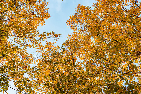 秋季树叶黄树叶