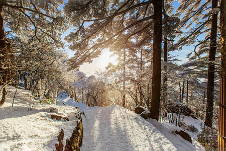 冬天阳光树木和白雪摄影图