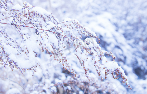 冬至动物边框摄影照片_一株落满积雪的枯草