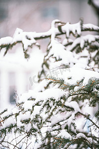 大雪过后被白雪覆盖的松树植物摄影图