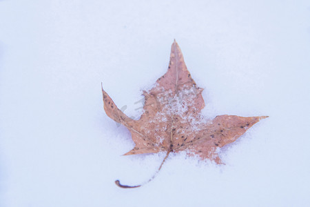 大雪小雪摄影照片_一片落在雪地上的枫叶