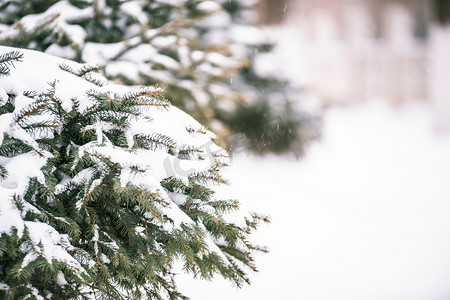 大雪小雪白雪覆盖植物摄影图