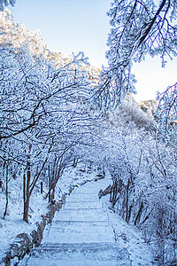 冬季树木白雪和小路摄影图