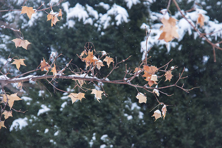 冬天一枝落满积雪的枫叶