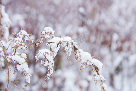 冬天下雪后的枯草丛