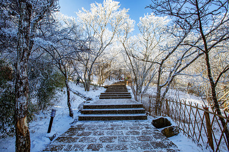 冬天树木小道和白雪摄影图
