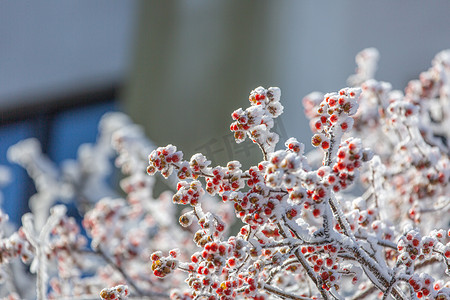 腊八送福摄影照片_冬天树木种子和白雪摄影图